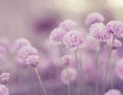 缱绻的爱情伤感个性说说