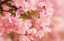 心在哭泣伤感个性说说