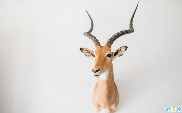 霸气超拽酷炫的女生个性说说 喜欢你已超过两分钟不能撤回了