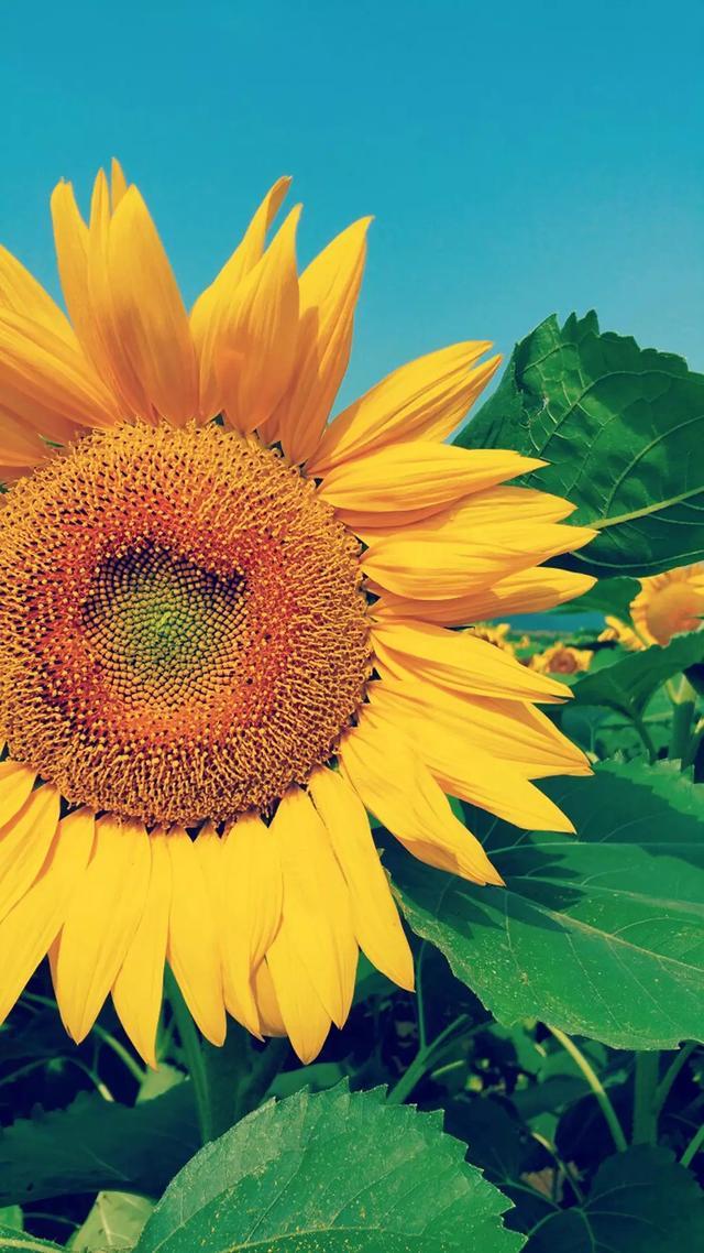 霸气到噎死人的句子