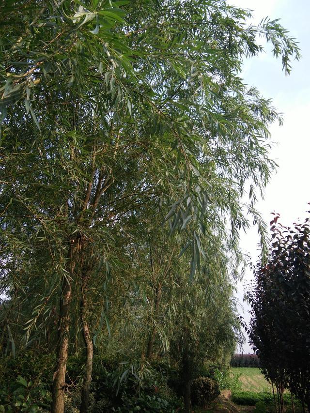 适合发微信朋友圈的个性说说