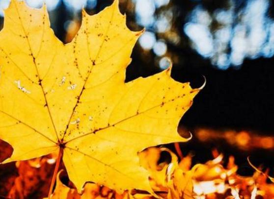 金秋短信问候祝福语_天气渐凉的问候说说_金秋十月问候语