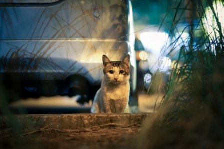 夏天快被热死了的说说 关于天热的说说