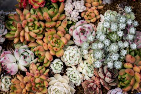 多肉的说说 多肉唯美温暖精短句子