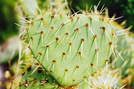 与仙人掌有关的说说