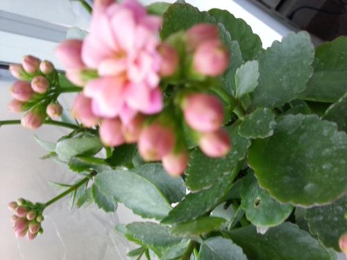 买了一盆花发什么说说