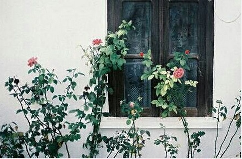 对一个人不甘心的说说 想放弃又不甘心的句子