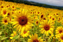 每日心灵鸡汤：经典男生、女生励志个性签名说说100句