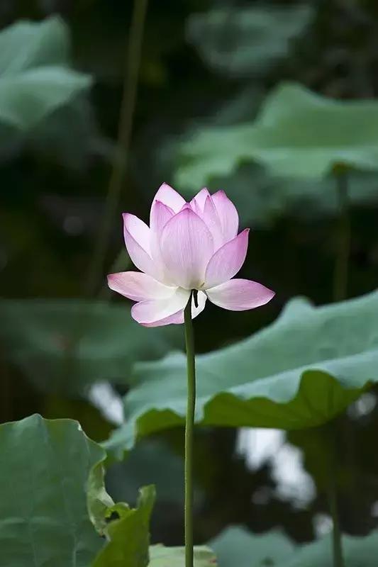 无言花自香、淡定人从容