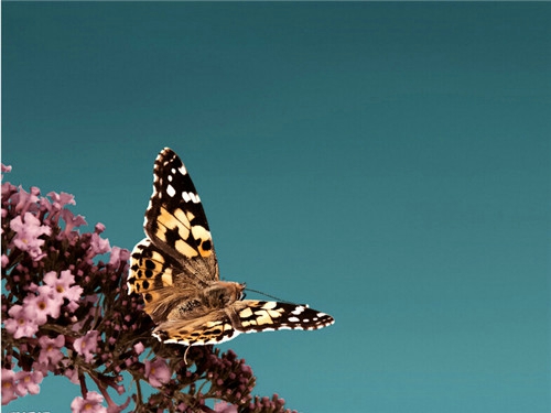 表达心情失落的唯美句子 表达心情失落的说说