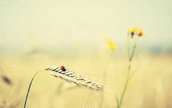 让情人看了心疼的句子 让情人看了心疼的说说