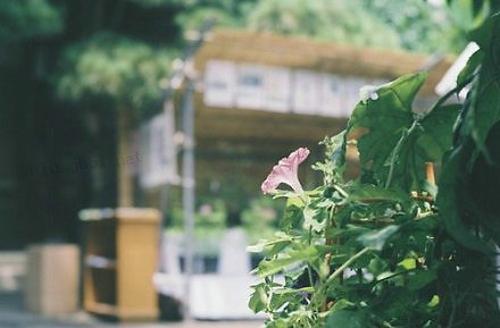 唯美的爱情伤感励志句子 唯美的说说