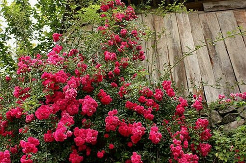 卑微伤感的签名让人想哭 卑微伤感的说说