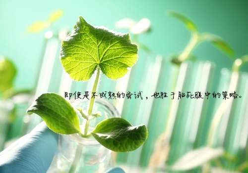 金顶导游词200字