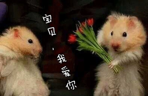 评星动员演讲稿