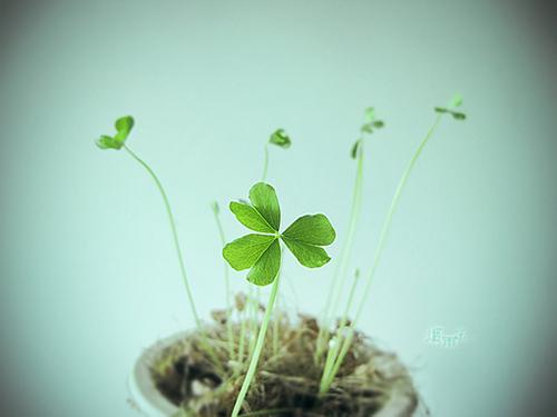 我的理想当老师演讲稿
