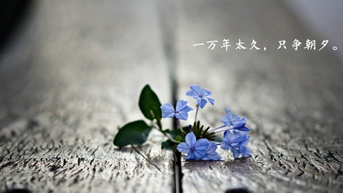 有关同桌情的优美句子