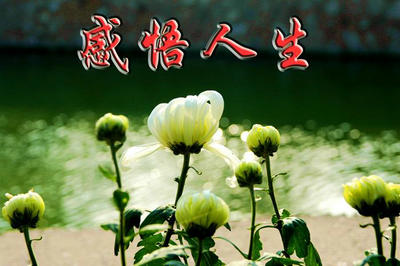 艋胛中经典的台词