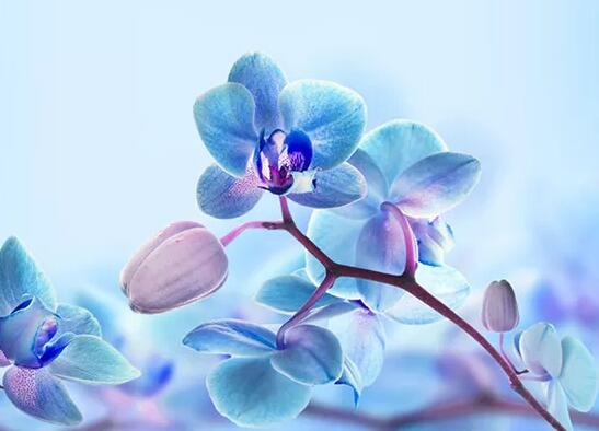描写火映照脸上的句子