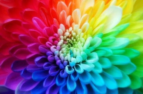 描写不后悔的诗句