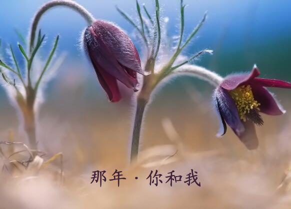 竞选银行团委书记演讲稿